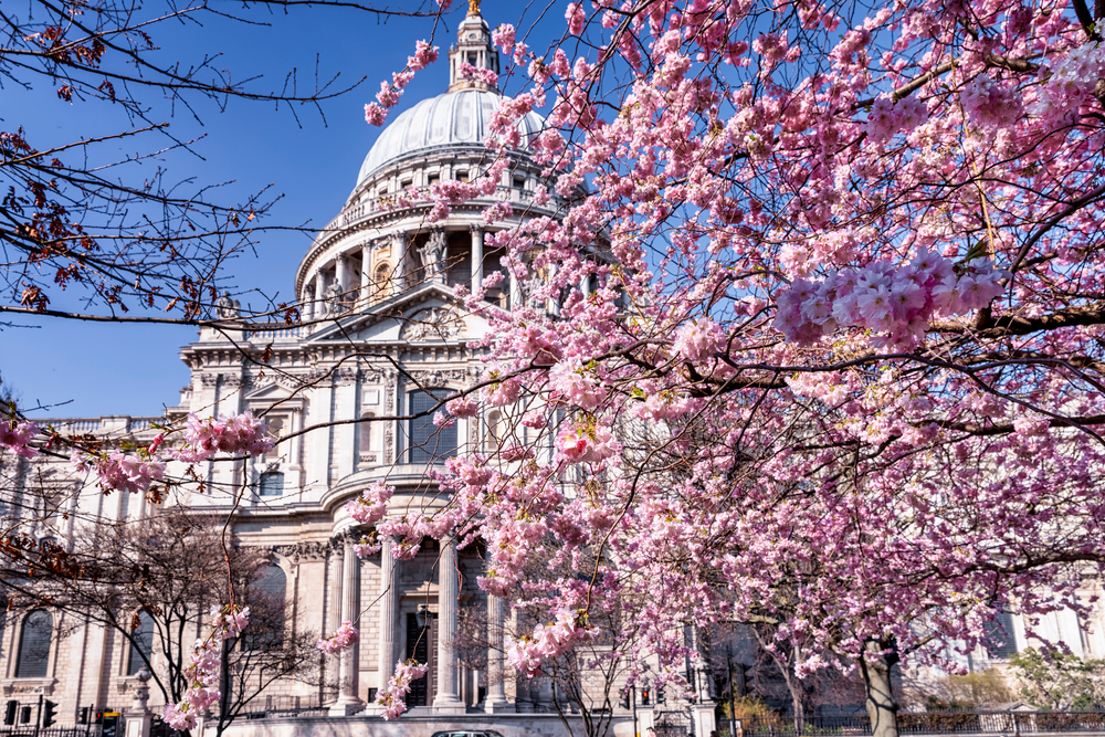 Spring in London, United Kingdom, with colorful cherry tree blossoms in front of the St. Pauls Cathedrale