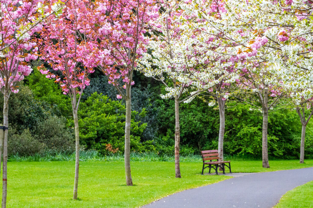 Park bench with cherry blossoms flowering along pathway during Spring in Herbert Park, Dublin, Ireland. Pink and white flowers blooming in Spring, Japanese kanji. Prunus serrulata.  No people