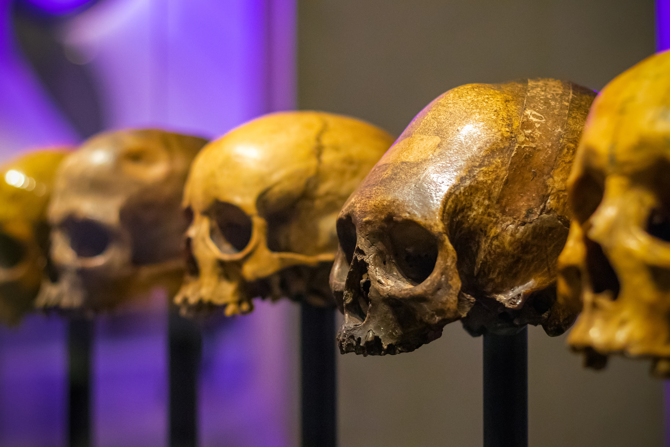 Selektywna ostrość, modele czaszek bez żuchwy na wystawie w londyńskim muzeum nauki