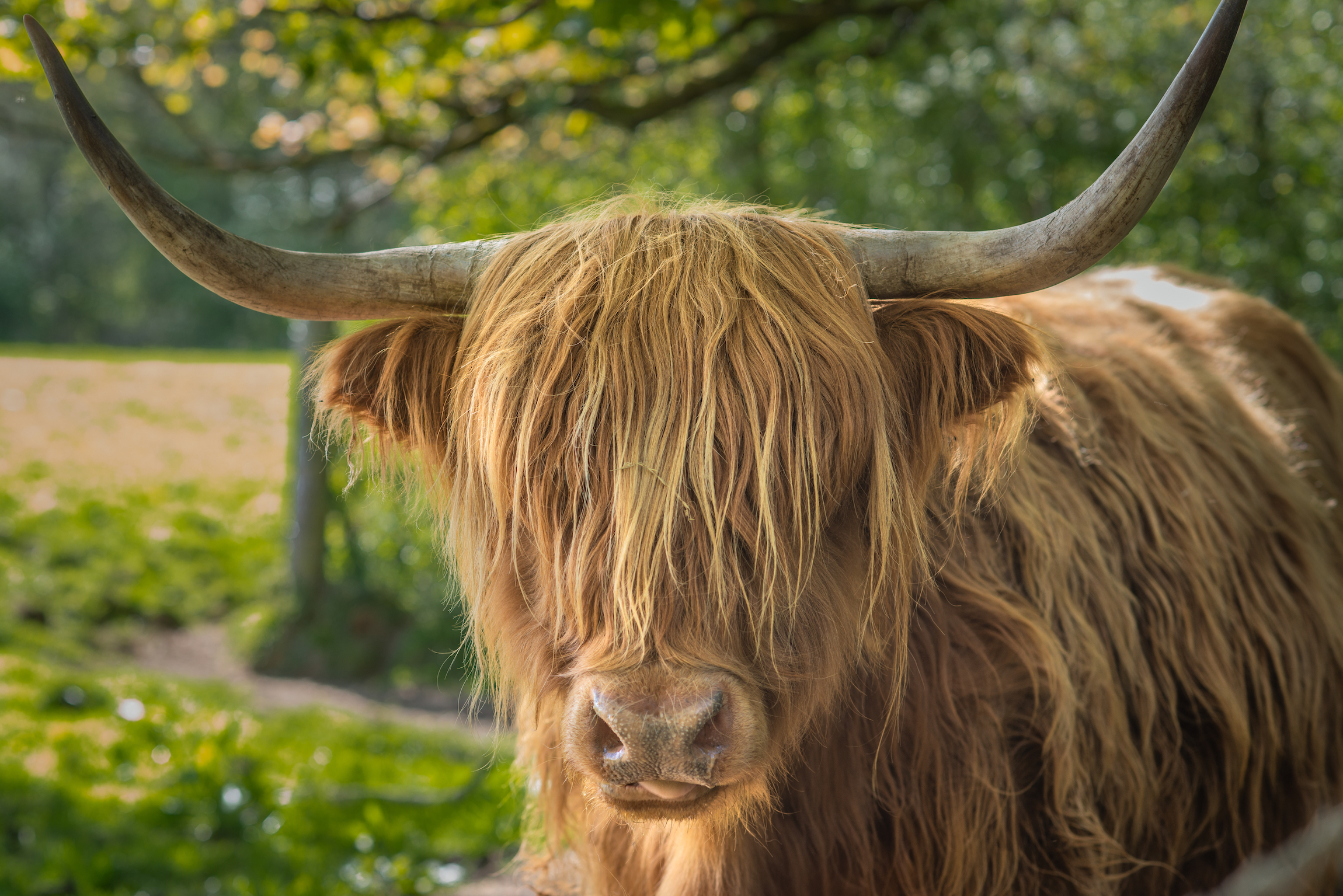 Zbliżenie krowy rasy Highland w parku wiejskim Pollok w Glasgow w Szkocji patrzącej w kamerę