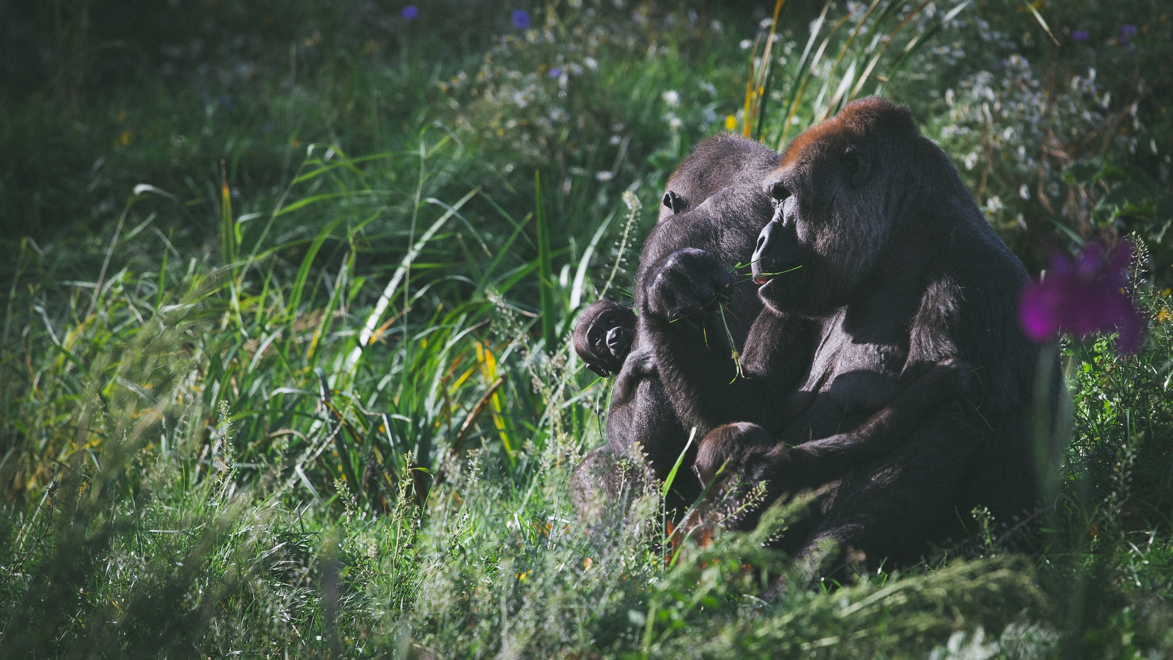 Rodzina goryli nizinnych w dublińskim zoo
