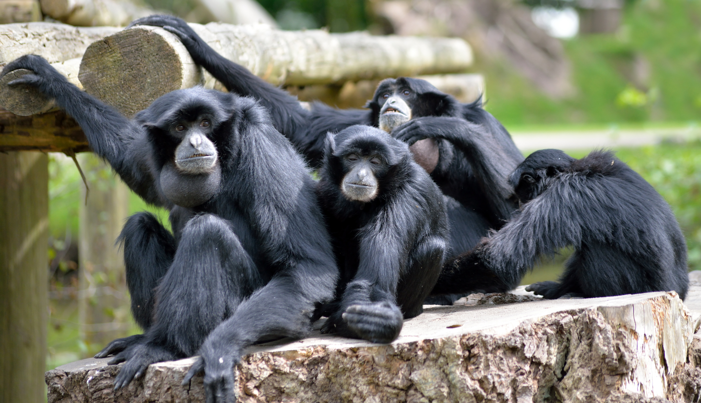 Siamang Gibbon rodzina relaksująca się w parku dzikich zwierząt Fota w pobliżu Cobh, hrabstwo Cork, Irlandia